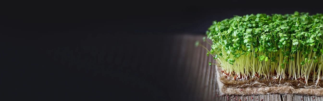 Browse Microgreens Directory